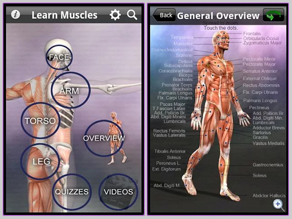 learn-muscles1