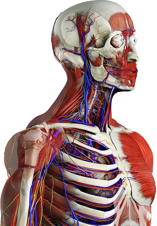Yepyeni Bir Anatomi Uygulaması: Essential Anatomy