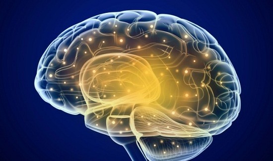 Beyin Kıvrımlarının, Sosyal Davranışlara Etkisi Büyük