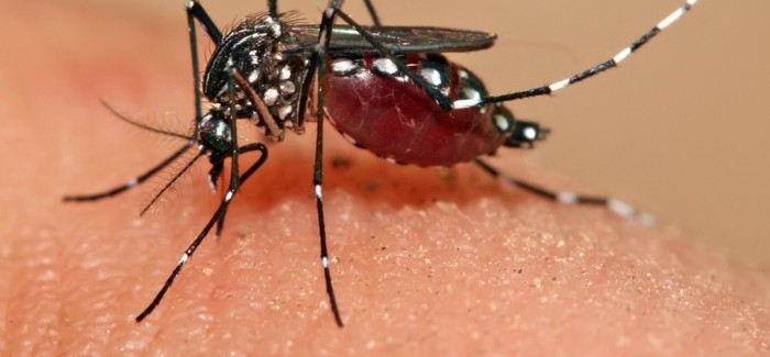 Yeni/yeniden bir global virüs enfeksiyonu tehdidi: Zika Virüs