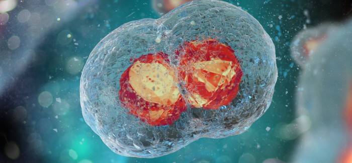 İnsan Embriyosunun İlk Kez Düzenlenmesiyle Genetik Bir Kalp Hastalığı Tedavi Edildi